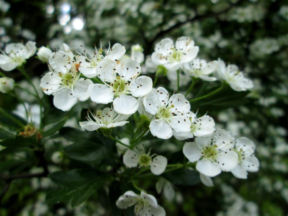 Eingriffeliger Weißdorn (Crataegus monogyna) am Bahndamm in der Schwetzinger Hardt