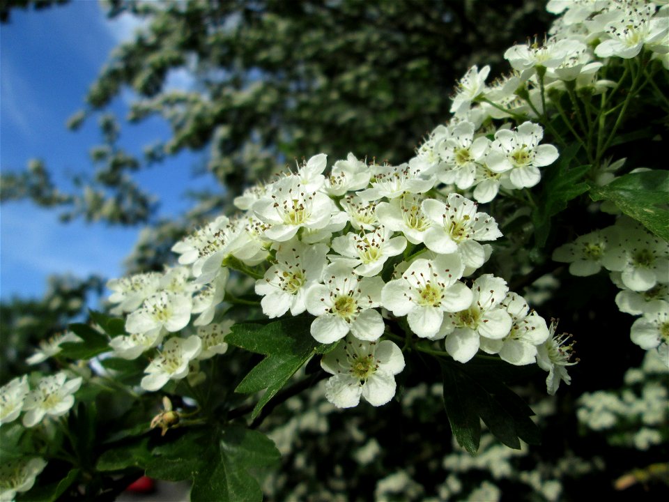 Eingriffeliger Weißdorn (Crataegus monogyna) in Hockenheim