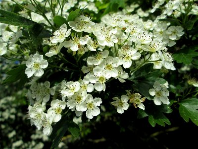 Eingriffeliger Weißdorn (Crataegus monogyna) in Hockenheim