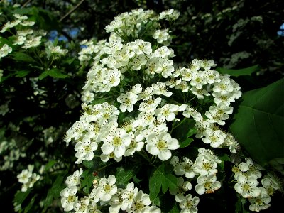 Eingriffeliger Weißdorn (Crataegus monogyna) in Hockenheim