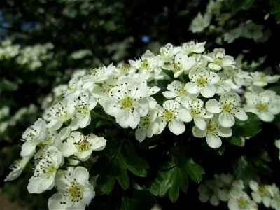 Eingriffeliger Weißdorn (Crataegus monogyna) in Hockenheim