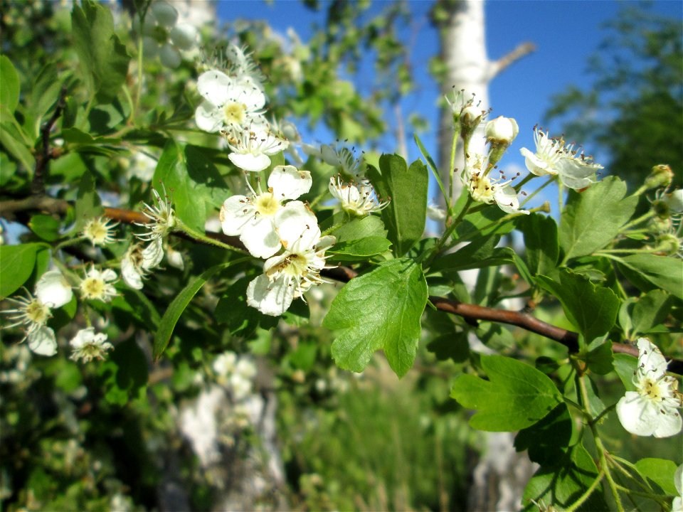 Eingriffeliger Weißdorn (Crataegus monogyna) im Landschaftsschutzgebiet „Hockenheimer Rheinbogen“