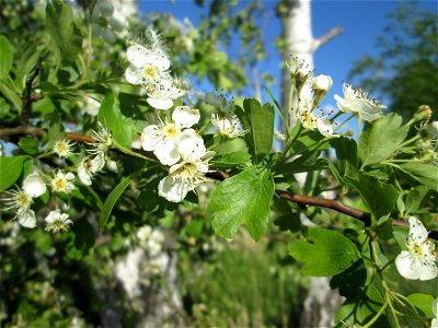 Eingriffeliger Weißdorn (Crataegus monogyna) im Landschaftsschutzgebiet „Hockenheimer Rheinbogen“