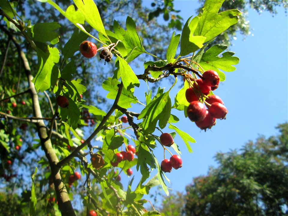 Eingriffeliger Weißdorn (Crataegus monogyna) im Naturschutzgebiet „St. Arnualer Wiesen“