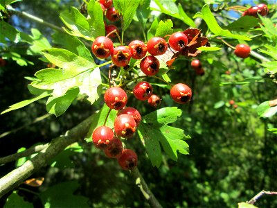 Eingriffeliger Weißdorn (Crataegus monogyna) im Naturschutzgebiet „St. Arnualer Wiesen“ photo