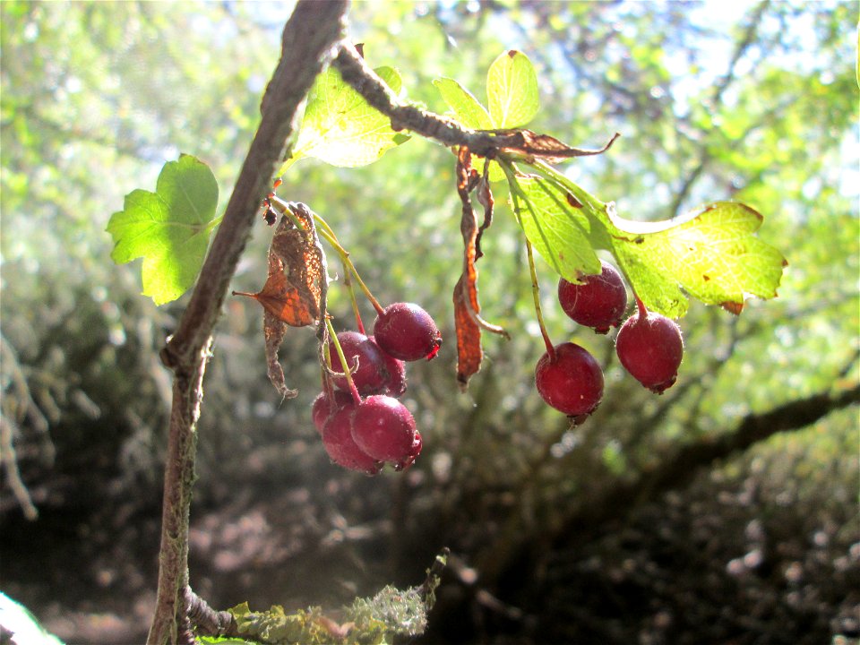 Weißdorn (Crataegus monogyna) am oberen Tabakmühlenweiher im Almet in Sankt Arnual