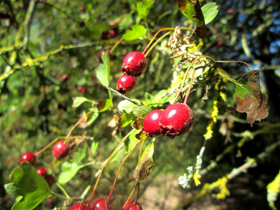 Eingriffeliger Weißdorn (Crataegus monogyna) am oberen Tabakmühlenweiher im Almet in Sankt Arnual