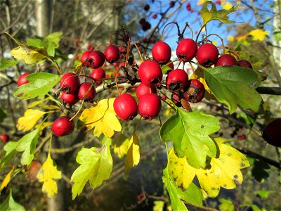 Eingriffeliger Weißdorn (Crataegus monogyna) am Osthafen Saarbrücken