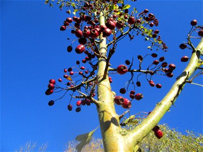 Eingriffeliger Weißdorn (Crataegus monogyna) am Osthafen Saarbrücken