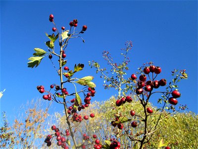 Eingriffeliger Weißdorn (Crataegus monogyna) am Osthafen Saarbrücken