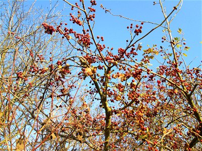 Eingriffeliger Weißdorn (Crataegus monogyna) in einer Feldhecke bei Reilingen