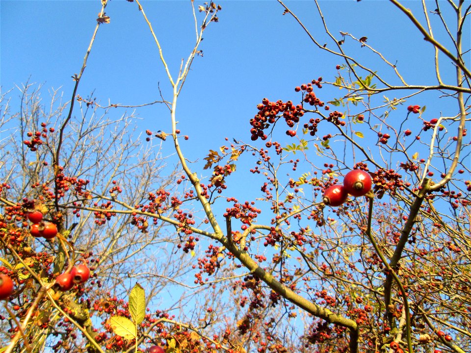 Eingriffeliger Weißdorn (Crataegus monogyna) in einer Feldhecke bei Reilingen