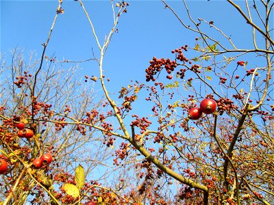 Eingriffeliger Weißdorn (Crataegus monogyna) in einer Feldhecke bei Reilingen