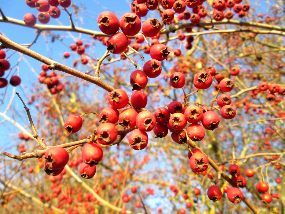 Eingriffeliger Weißdorn (Crataegus monogyna) in einer Feldhecke bei Reilingen