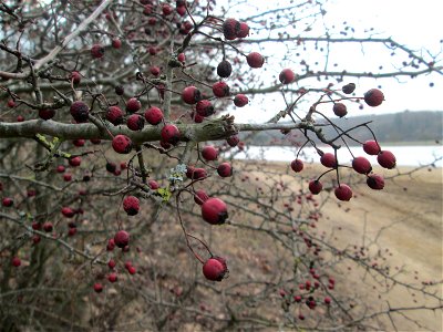 Eingriffeliger Weißdorn (Crataegus monogyna) auf dem Dreieichenbuckel im Naturschutzgebiet „Oftersheimer Dünen“