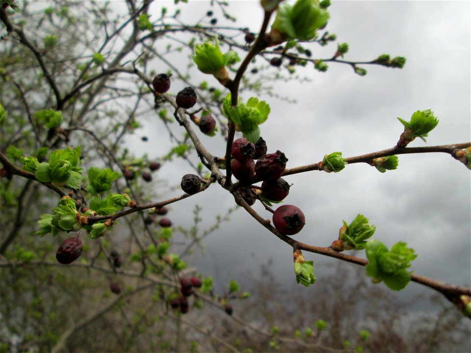 Knospender Eingriffeliger Weißdorn (Crataegus monogyna) bei Ketsch (Gemarkung Schwetzingen) - im Gegensatz zu vielen anderen Kernobstgewächsen knospen beim Weißdorn zuerst die Blätter und nicht die Bl