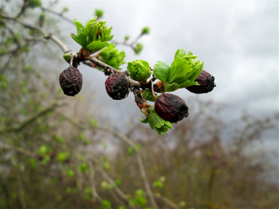 Knospender Eingriffeliger Weißdorn (Crataegus monogyna) bei Ketsch (Gemarkung Schwetzingen) - im Gegensatz zu vielen anderen Kernobstgewächsen knospen beim Weißdorn zuerst die Blätter und nicht die Bl