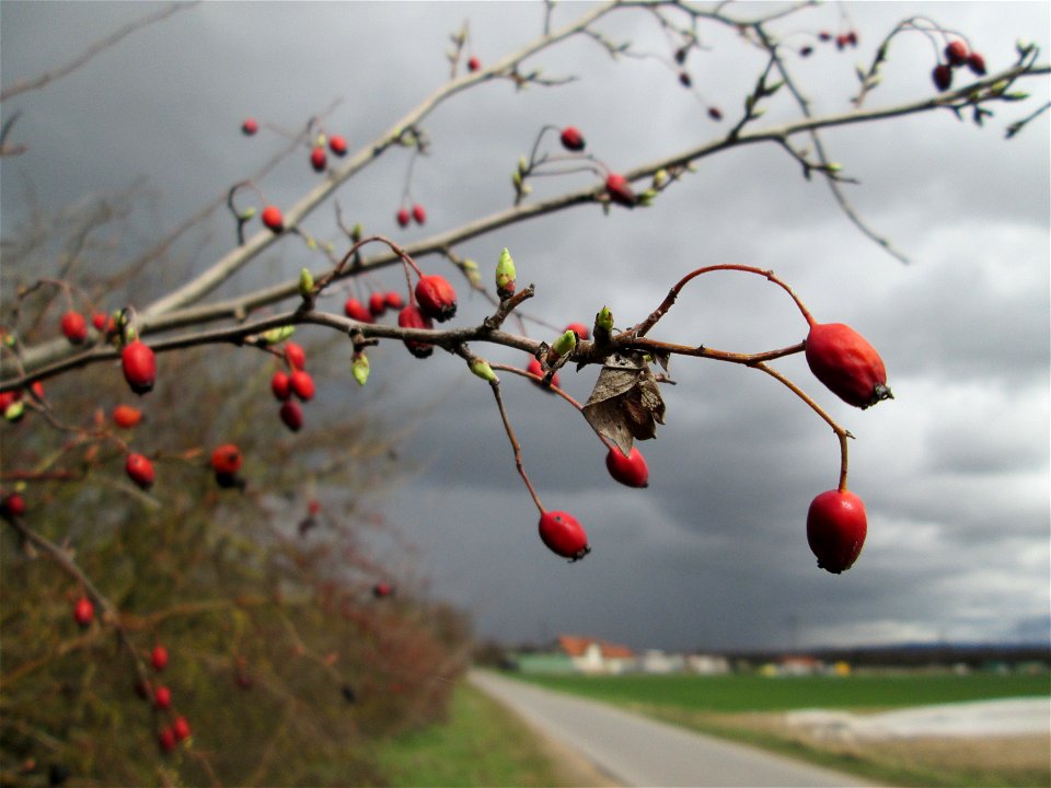 Knospender Eingriffeliger Weißdorn (Crataegus monogyna) in einer Feldhecke bei Ketsch (Gemarkung Schwetzingen) - im Gegensatz zu vielen anderen Kernobstgewächsen knospen beim Weißdorn zuerst die Blätt