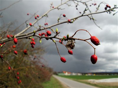 Knospender Eingriffeliger Weißdorn (Crataegus monogyna) in einer Feldhecke bei Ketsch (Gemarkung Schwetzingen) - im Gegensatz zu vielen anderen Kernobstgewächsen knospen beim Weißdorn zuerst die Blätt
