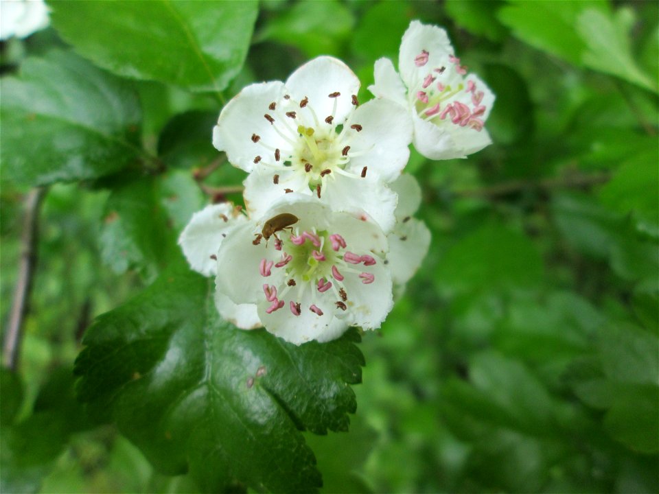 Zweigriffeliger Weißdorn (Crataegus laevigata) oberhalb vom Drahtzugweiher im Deutschmühlental in Alt-Saarbrücken