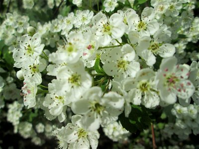 Eingriffeliger Weißdorn (Crataegus monogyna) an der Saar in Saarbrücken