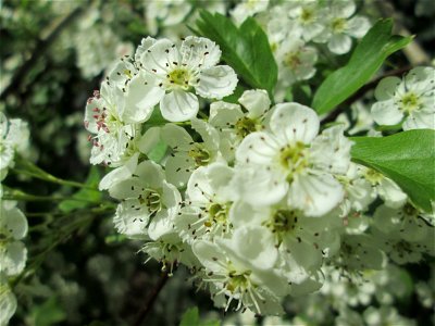 Eingriffeliger Weißdorn (Crataegus monogyna) an der Saar in Saarbrücken