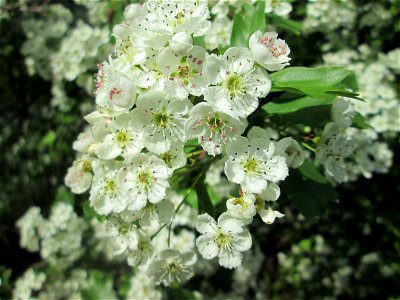 Eingriffeliger Weißdorn (Crataegus monogyna) an der Saar in Saarbrücken