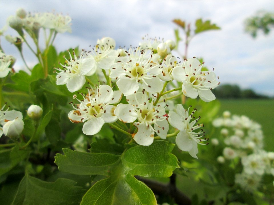 Eingriffeliger Weißdorn (Crataegus monogyna) in den Horststückern im Landschaftsschutzgebiet „Hockenheimer Rheinbogen“