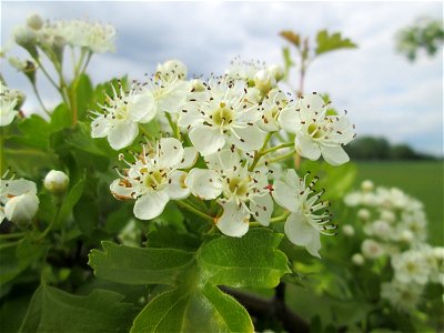 Eingriffeliger Weißdorn (Crataegus monogyna) in den Horststückern im Landschaftsschutzgebiet „Hockenheimer Rheinbogen“