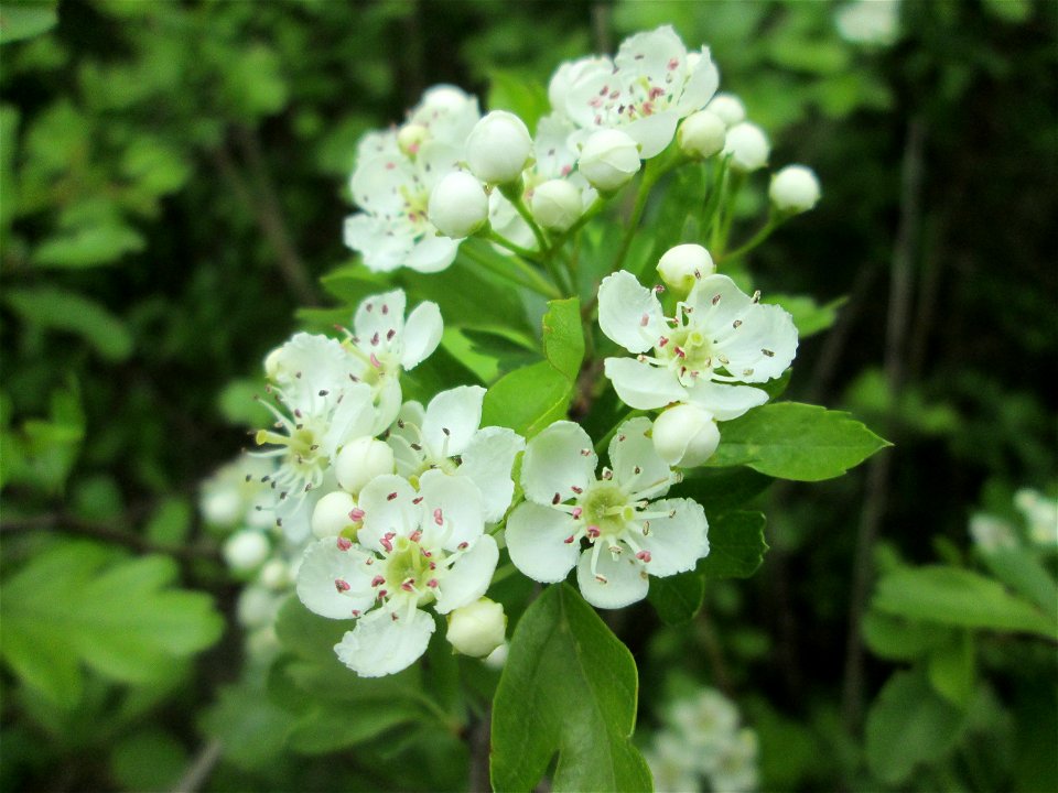Eingriffeliger Weißdorn (Crataegus monogyna) in den Horststückern im Landschaftsschutzgebiet „Hockenheimer Rheinbogen“