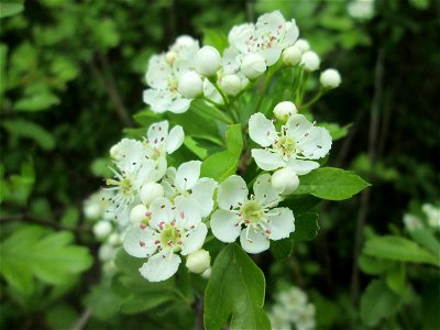 Eingriffeliger Weißdorn (Crataegus monogyna) in den Horststückern im Landschaftsschutzgebiet „Hockenheimer Rheinbogen“