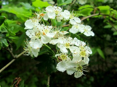 Eingriffeliger Weißdorn (Crataegus monogyna) in der Schwetzinger Hardt