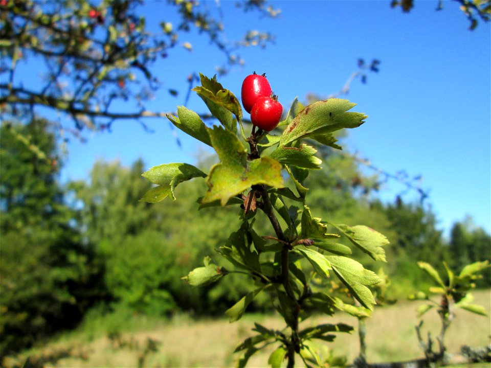 Eingriffeliger Weißdorn (Crataegus monogyna) im Almet in Sankt Arnual