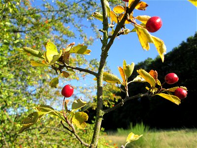 Eingriffeliger Weißdorn (Crataegus monogyna) im Almet in Sankt Arnual