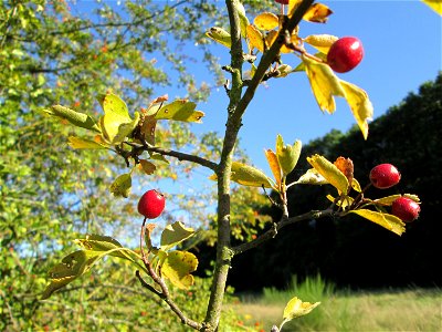 Eingriffeliger Weißdorn (Crataegus monogyna) im Almet in Sankt Arnual photo