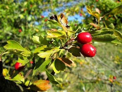 Eingriffeliger Weißdorn (Crataegus monogyna) im Almet in Sankt Arnual photo