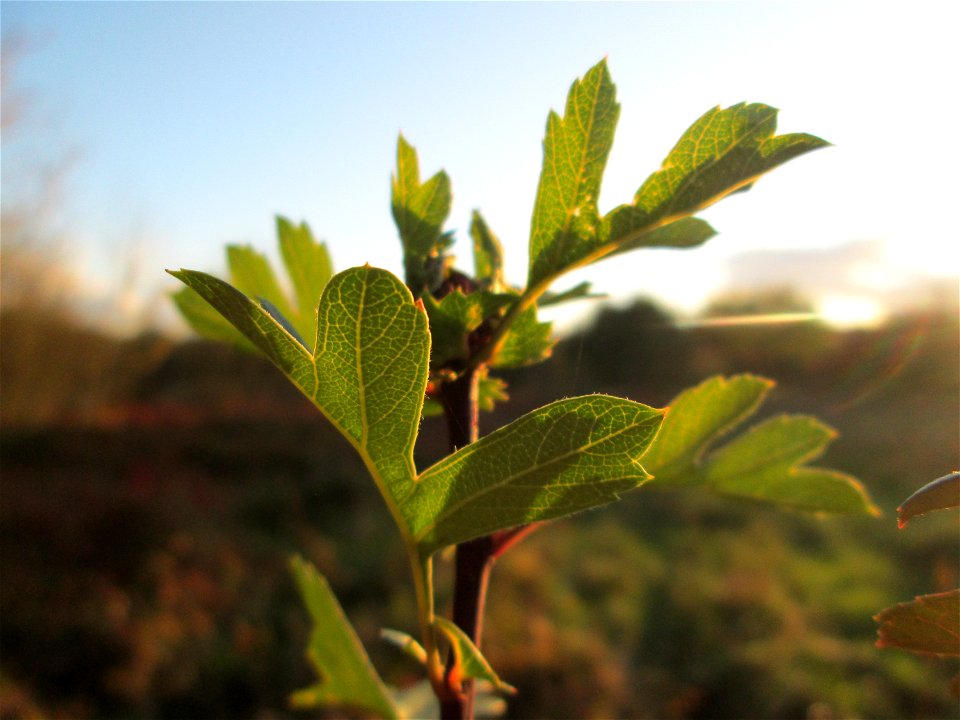 Weißdorn (Crataegus monogyna) im Naturschutzgebiet „St. Arnualer Wiesen“