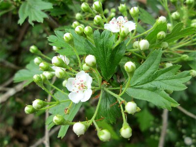Eingriffeliger Weißdorn (Crataegus monogyna) an der Saar in Saarbrücken