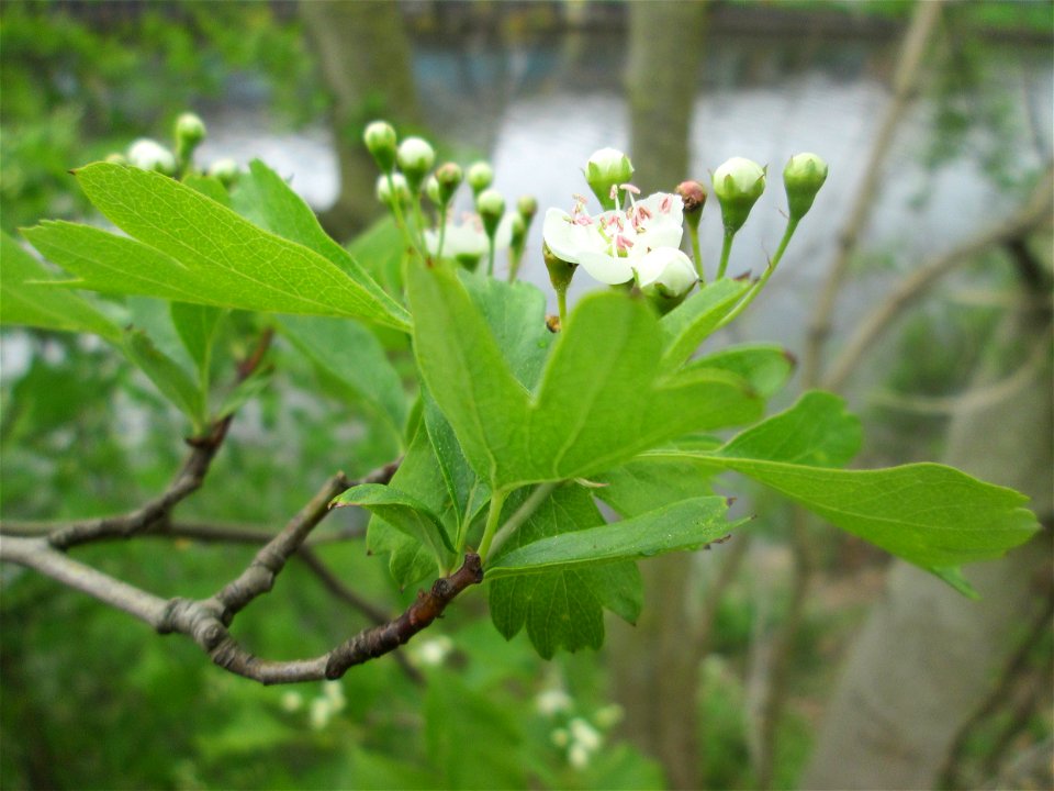 Eingriffeliger Weißdorn (Crataegus monogyna) an der Saar in Saarbrücken