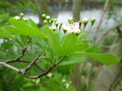 Eingriffeliger Weißdorn (Crataegus monogyna) an der Saar in Saarbrücken