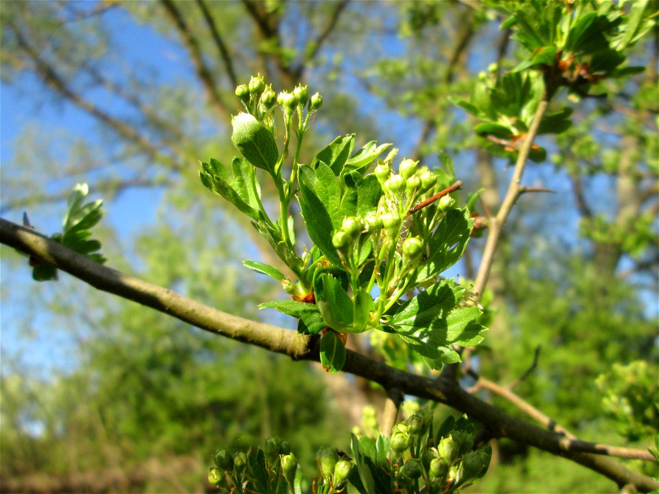 Weißdorn (Crataegus monogyna) im Güdinger Allmet