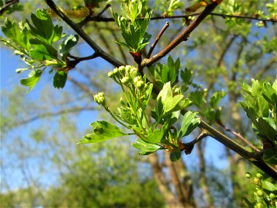 Weißdorn (Crataegus monogyna) im Güdinger Allmet