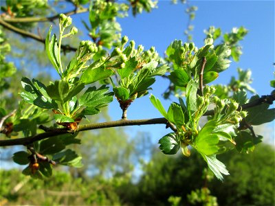 Weißdorn (Crataegus monogyna) im Güdinger Allmet
