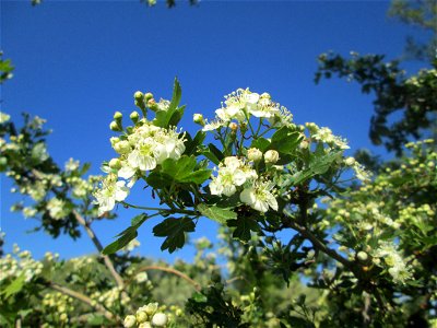 Weißdorn (Crataegus monogyna) im Güdinger Allmet