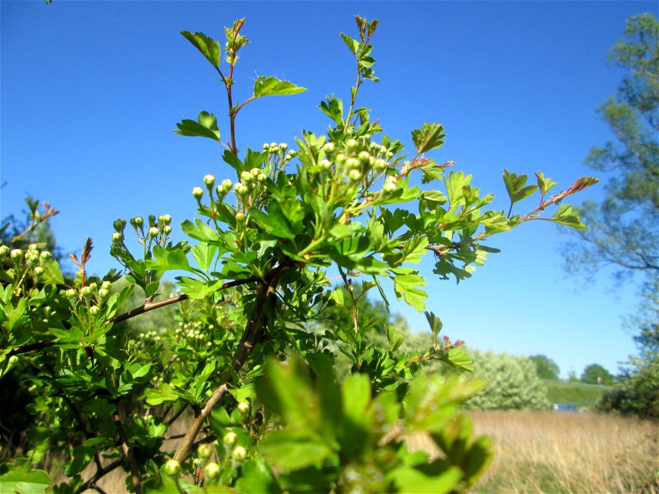 Weißdorn (Crataegus monogyna) im Güdinger Allmet