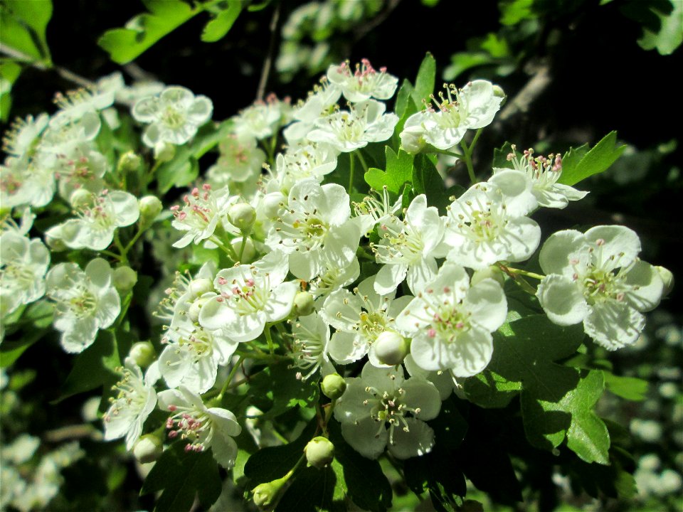 Weißdorn (Crataegus monogyna) im Naturschutzgebiet „St. Arnualer Wiesen“