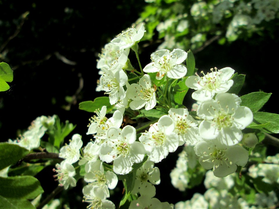 Weißdorn (Crataegus monogyna) im Naturschutzgebiet „St. Arnualer Wiesen“