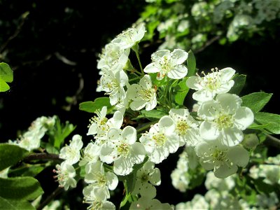 Weißdorn (Crataegus monogyna) im Naturschutzgebiet „St. Arnualer Wiesen“ photo