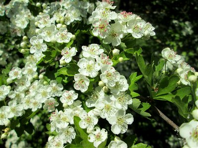 Weißdorn (Crataegus monogyna) im Naturschutzgebiet „St. Arnualer Wiesen“ photo