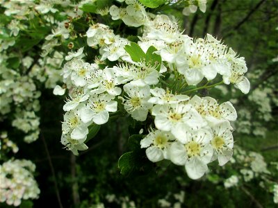 Weißdorn (Crataegus monogyna) im Naturschutzgebiet „St. Arnualer Wiesen“ photo